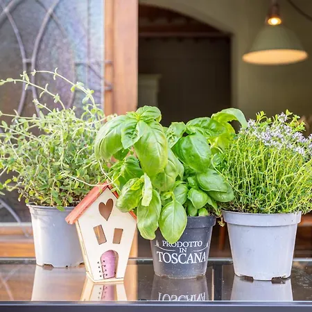 Aromatic House * Lucca
